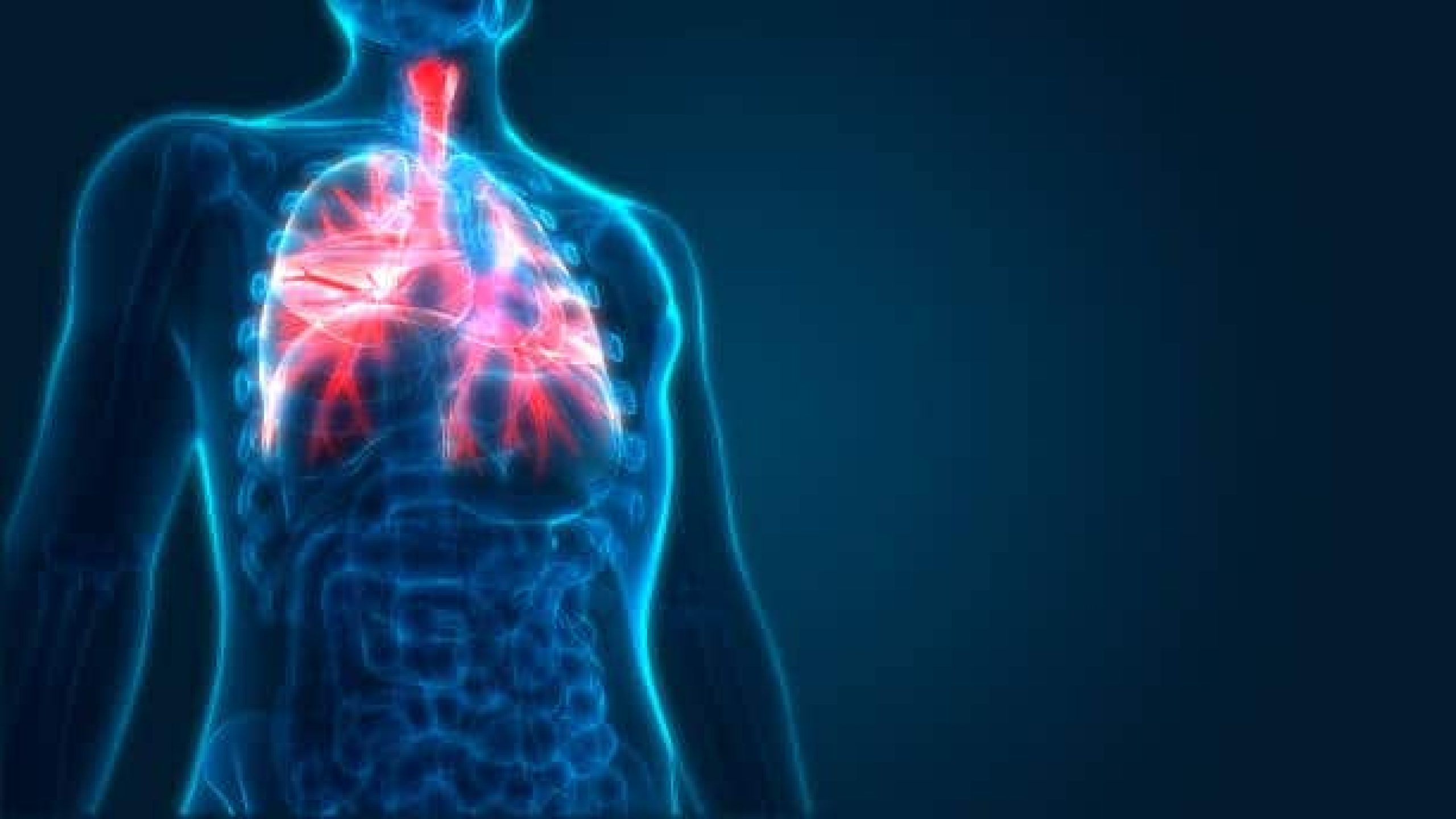 3D Illustration of Human Respiratory System Lungs Anatomy 3D Illustration of Human Respiratory System Lungs Anatomy